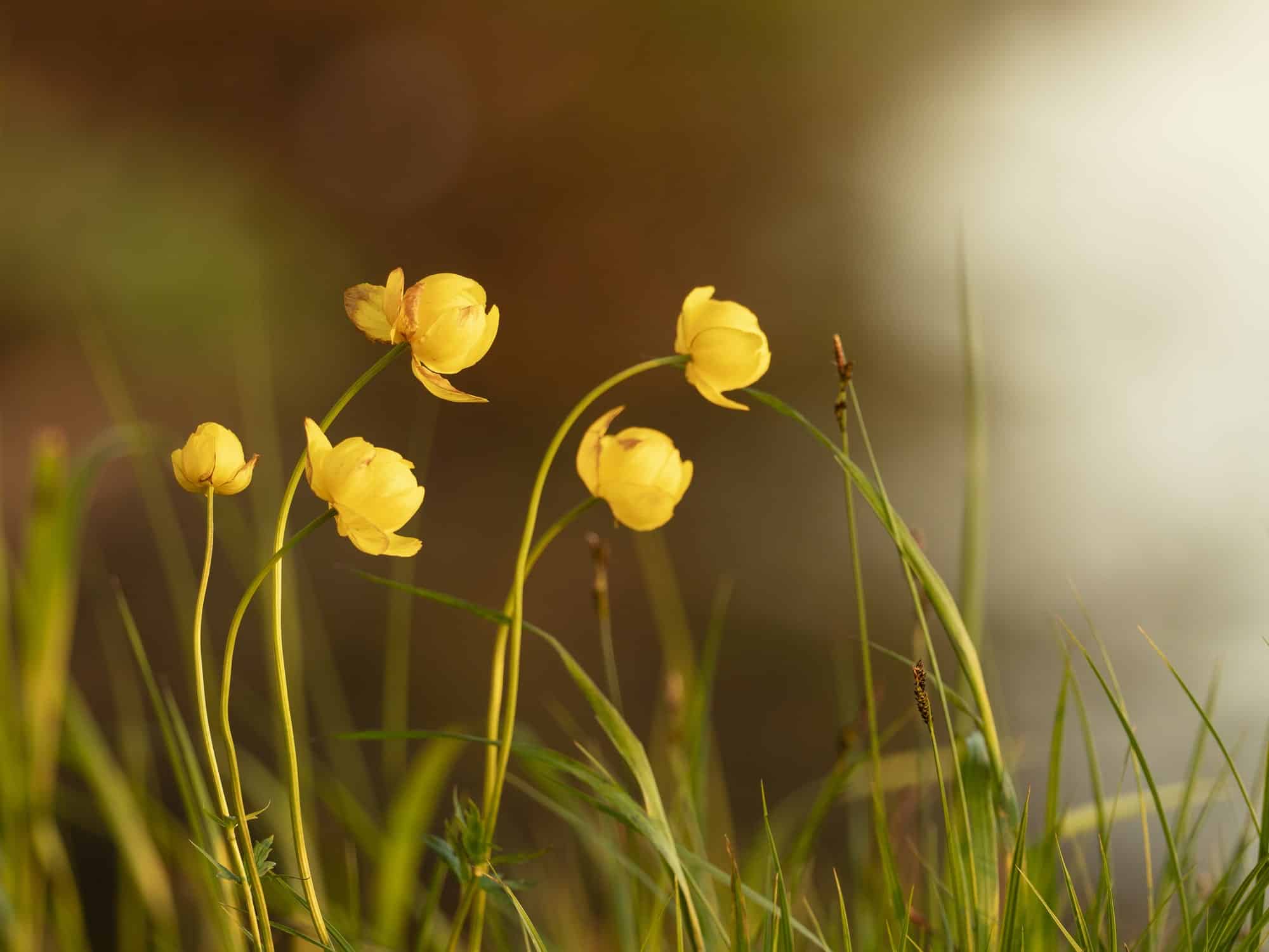 Lad os stå for dit næste projekt. Her kan du få et indblik i, hvad vi kan hjælpe dig med på dette område.